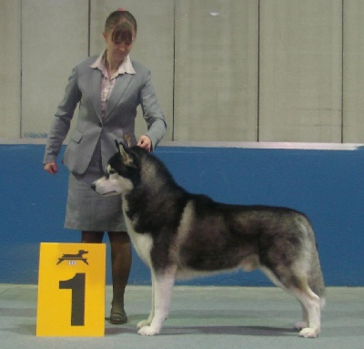 Of Snow Demons - Luxembourg Autumn Dog Show