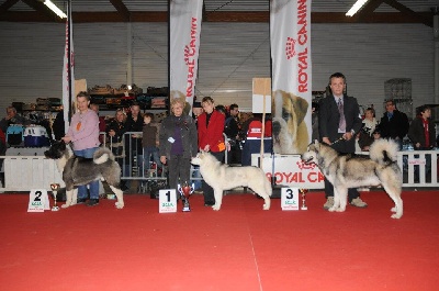 Of Snow Demons - Beziers International Dog Show 22/01/2012