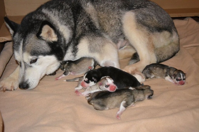 Of Snow Demons - Les Chiots sont nés !