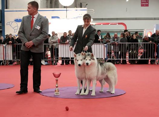 Of Snow Demons - International Dog Show of Toulouse (france)