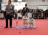  - International Dog Show of Toulouse (france)