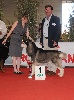  - National and International Dog Show Beziers (france)