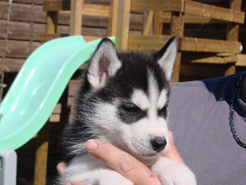 Of Snow Demons - Siberian Husky - Portée née le 21/02/2015